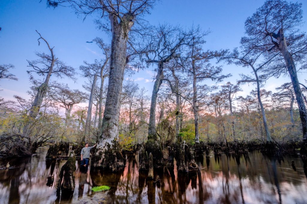 cypress trees on the Black River